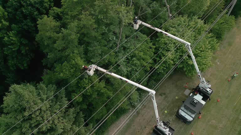 Best Tree and Shrub Care  in Fairborn, OH